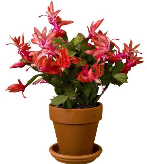 Christmas Cactus Assortment